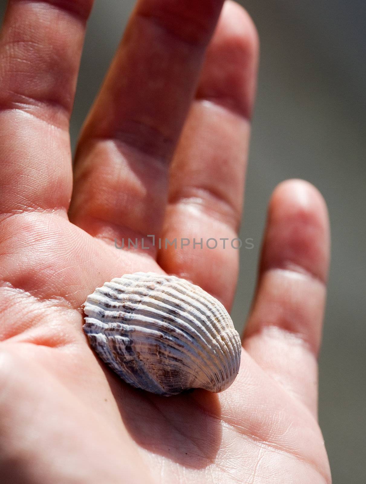 Shell in Hand by leaf