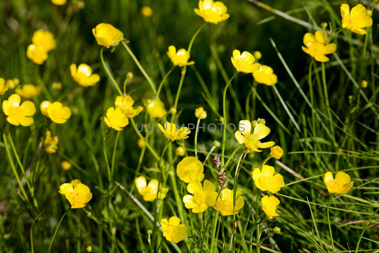 A yellow flower background of buttercup - Latin: Ranunculus bulbosus