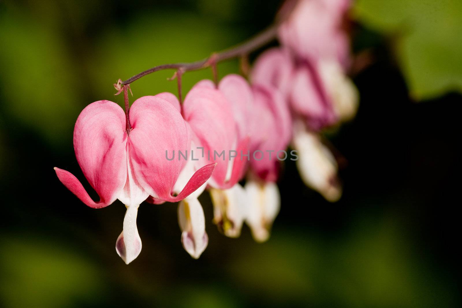 Bleeding Heart Macro - latin: dicentra formosa