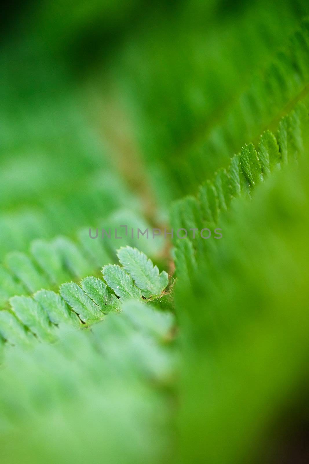 An abstract fern background with lots of copy space
