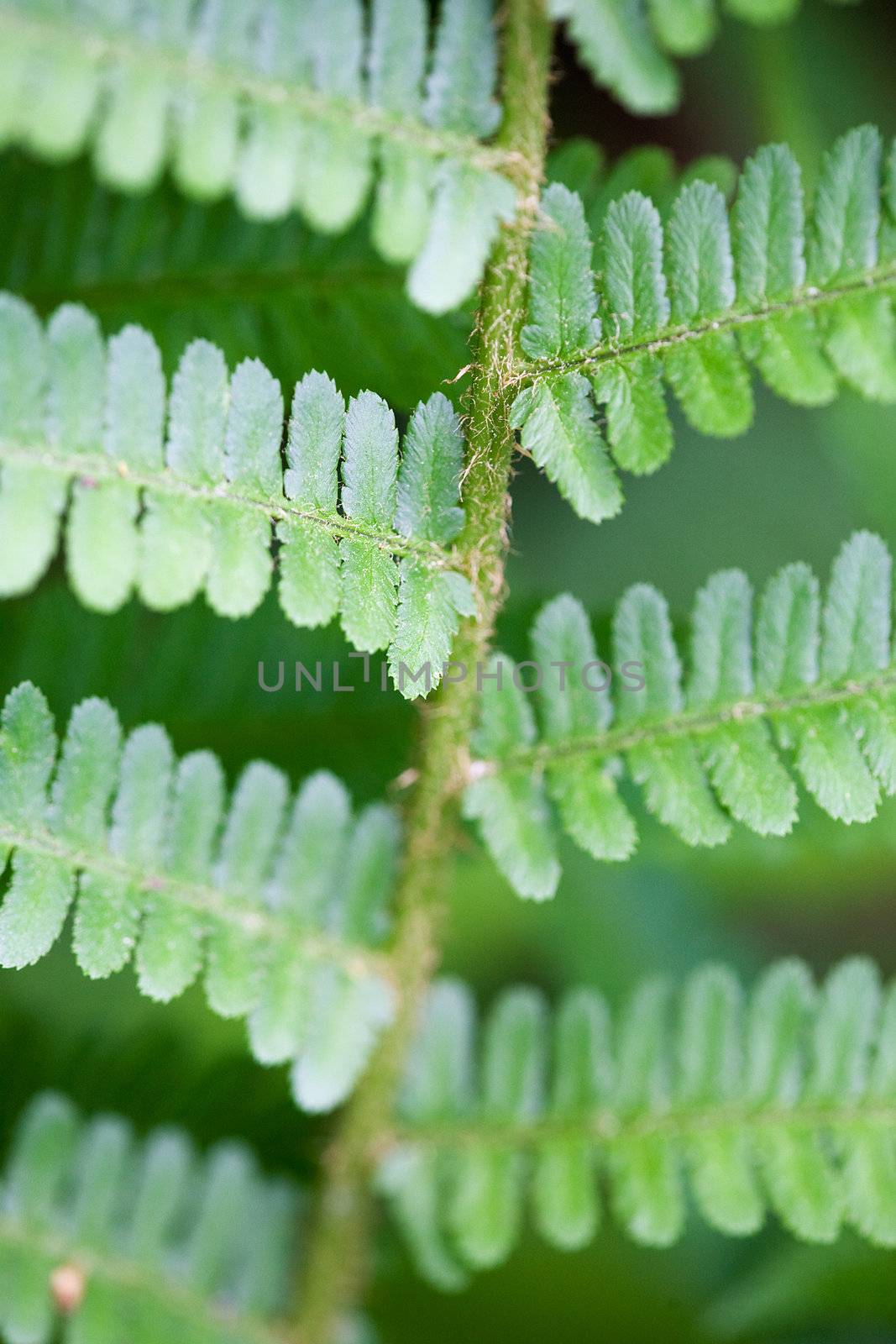 Abstract fern background texture with shallow depth of field.