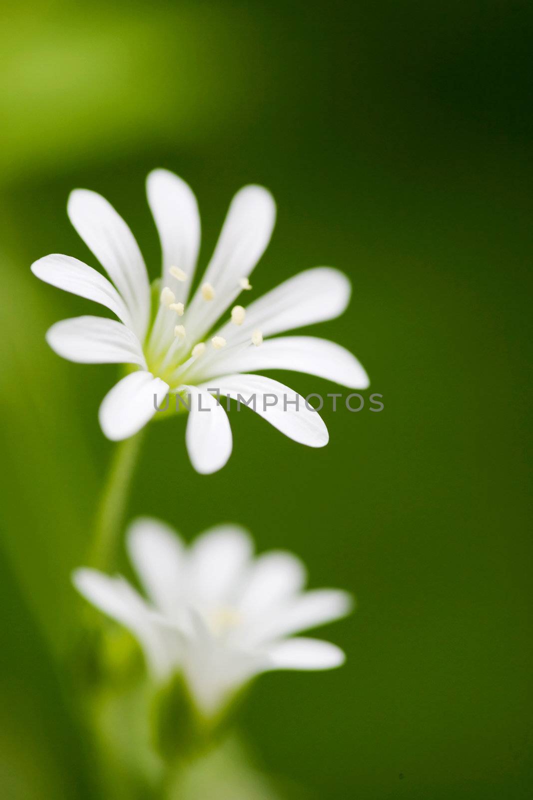 White Flower by leaf