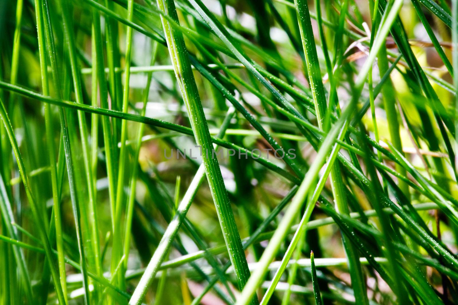 Grass texture background image - abstract.