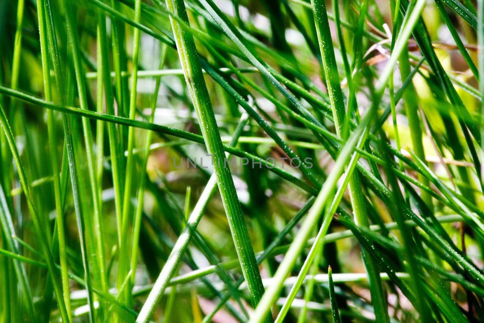 Grass Texture by leaf