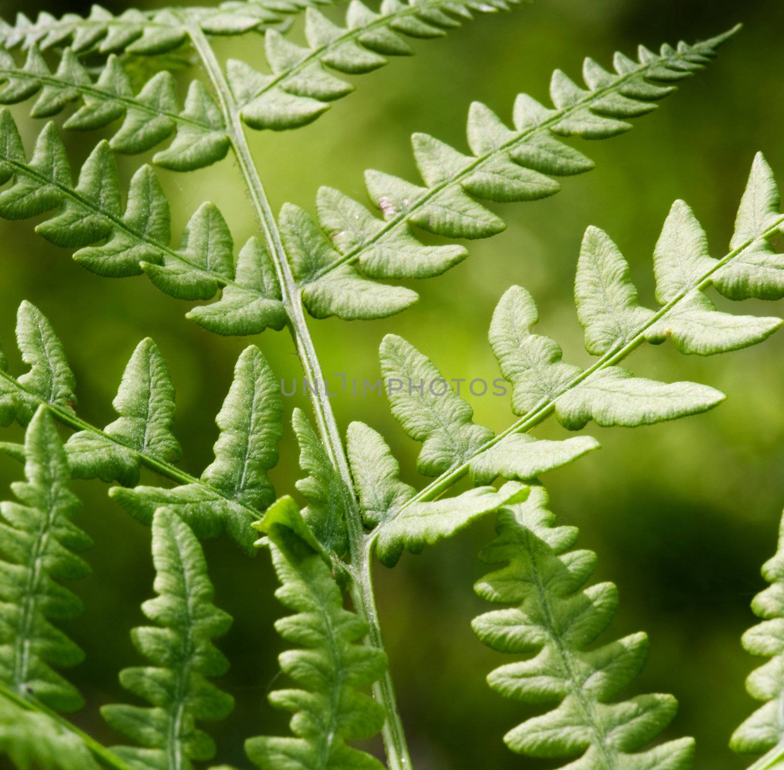 Fern Background by leaf