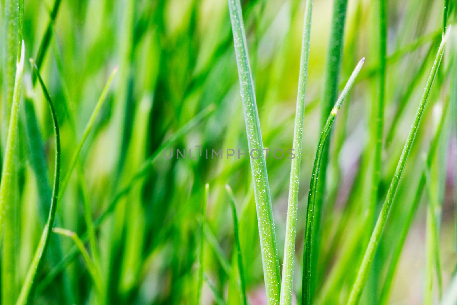 An abstract grass background with light motion blur on some of the blades