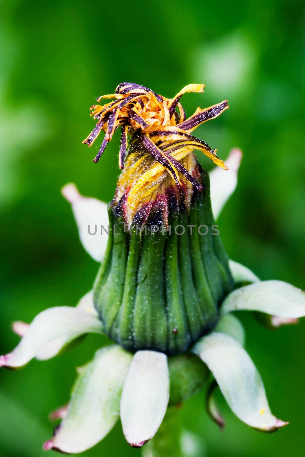 A closed candelion flower not yet blossoming