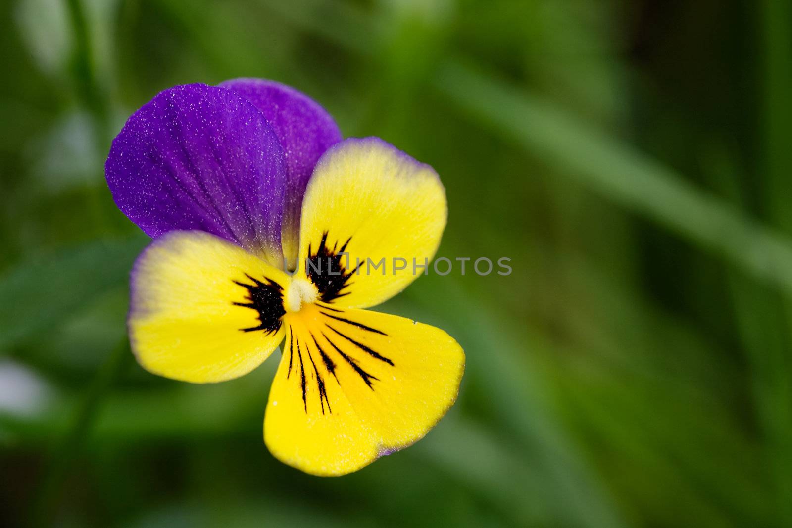 Johnny Jump Up flower or Heartsease macro latin: viola tricolor