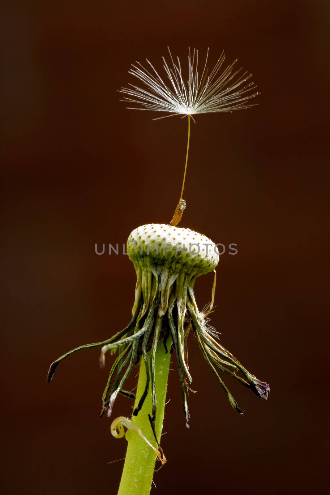 A single seed left on a dandelion Latin Name: Taraxacum officinale