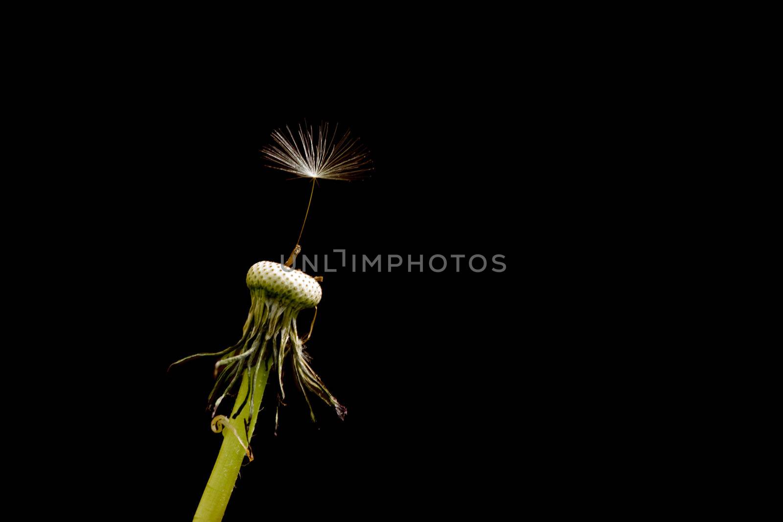 A single seed left on a dandelion isolated on black Latin Name: Taraxacum officinale