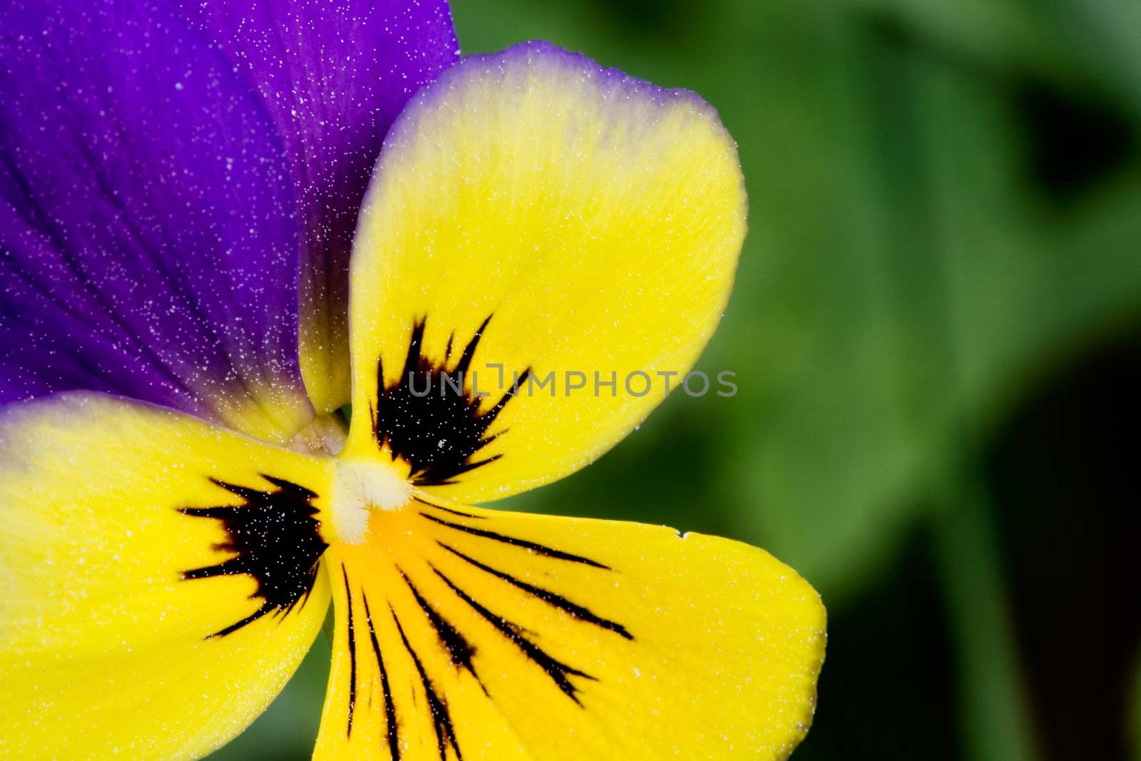 Viola Tricolor Macro by leaf