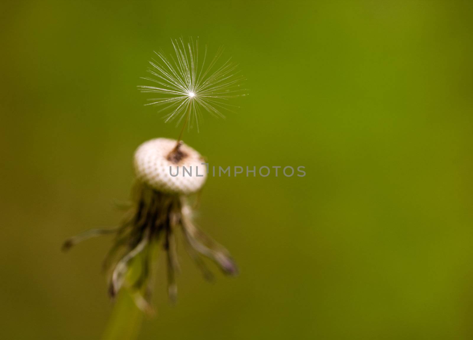 A single dandelion see with the top hairs in focus