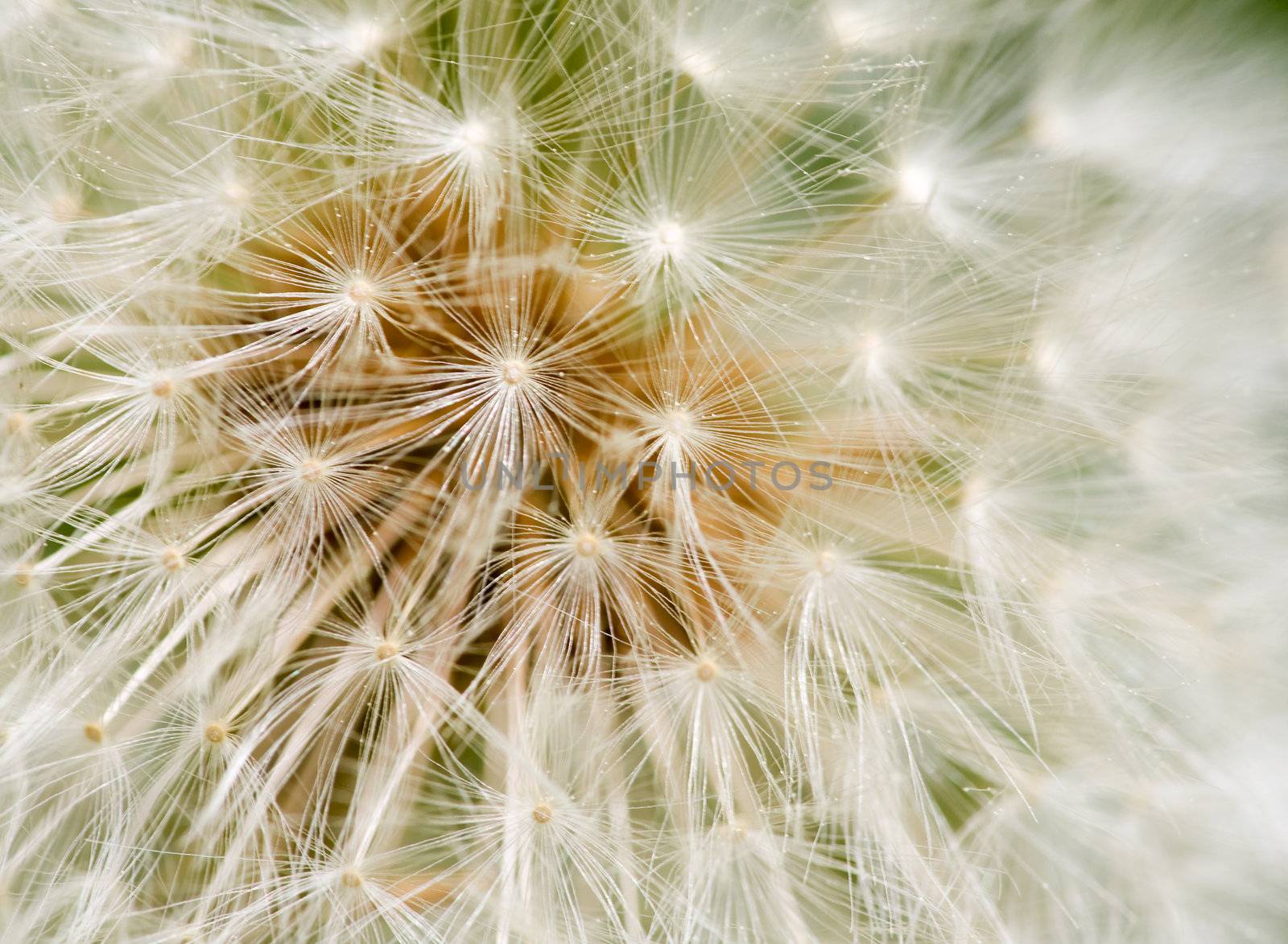 Dandelion Seed texture by leaf