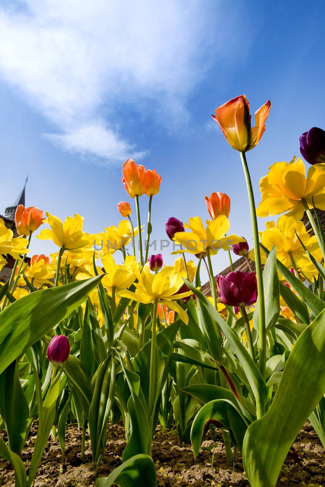 A flower bed with yellow orange and purple tulips and daffodils against a blue sky