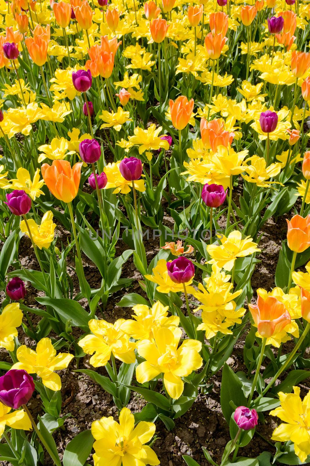 A flower bed with yellow orange and purple tulips and daffodils