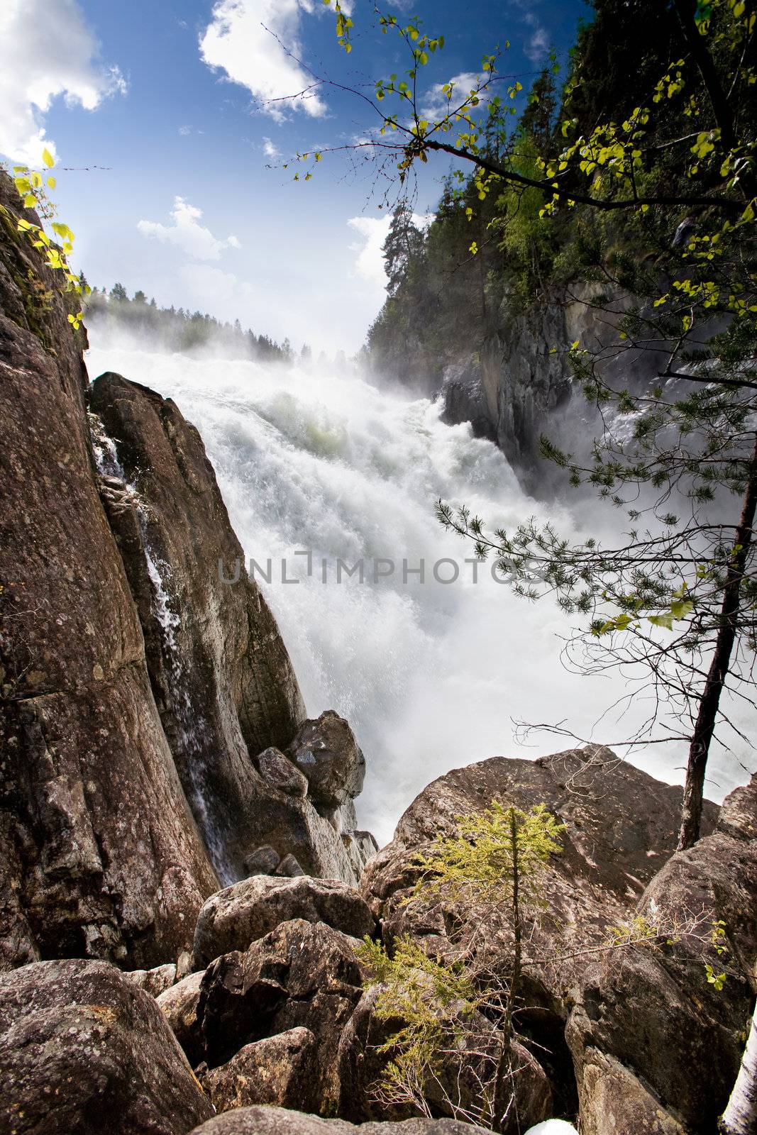 Waterfall in forest by leaf