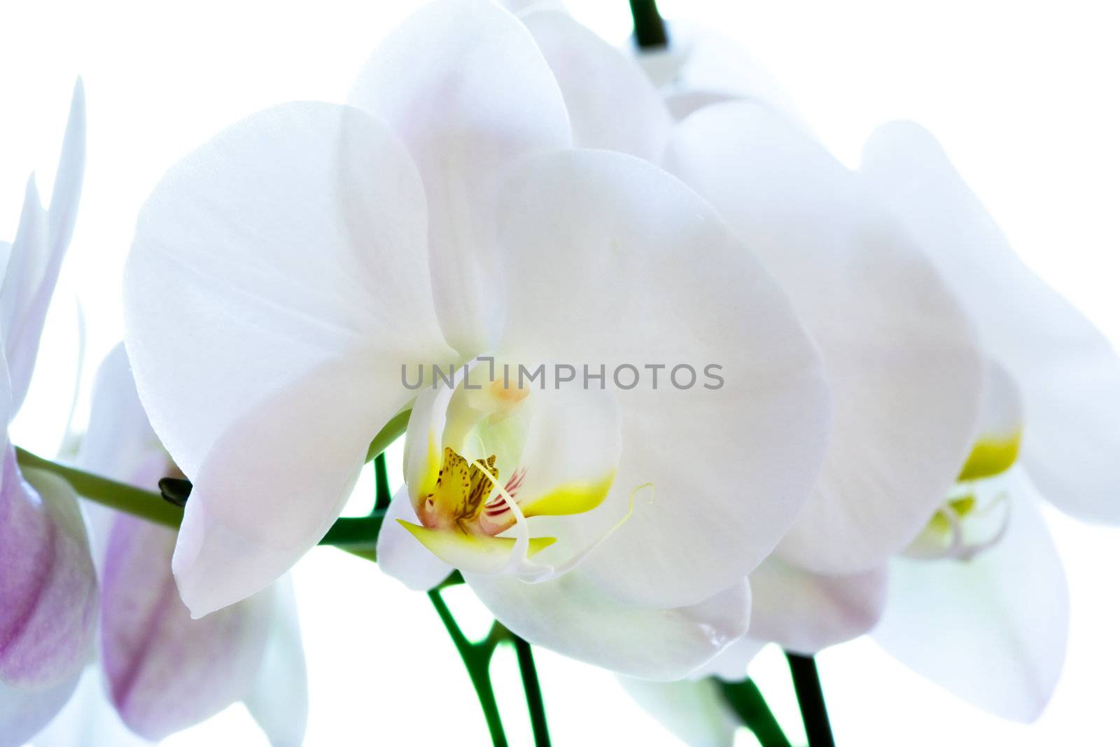 A macro of a white Phalaenopsis Amabilis Moon Orchid