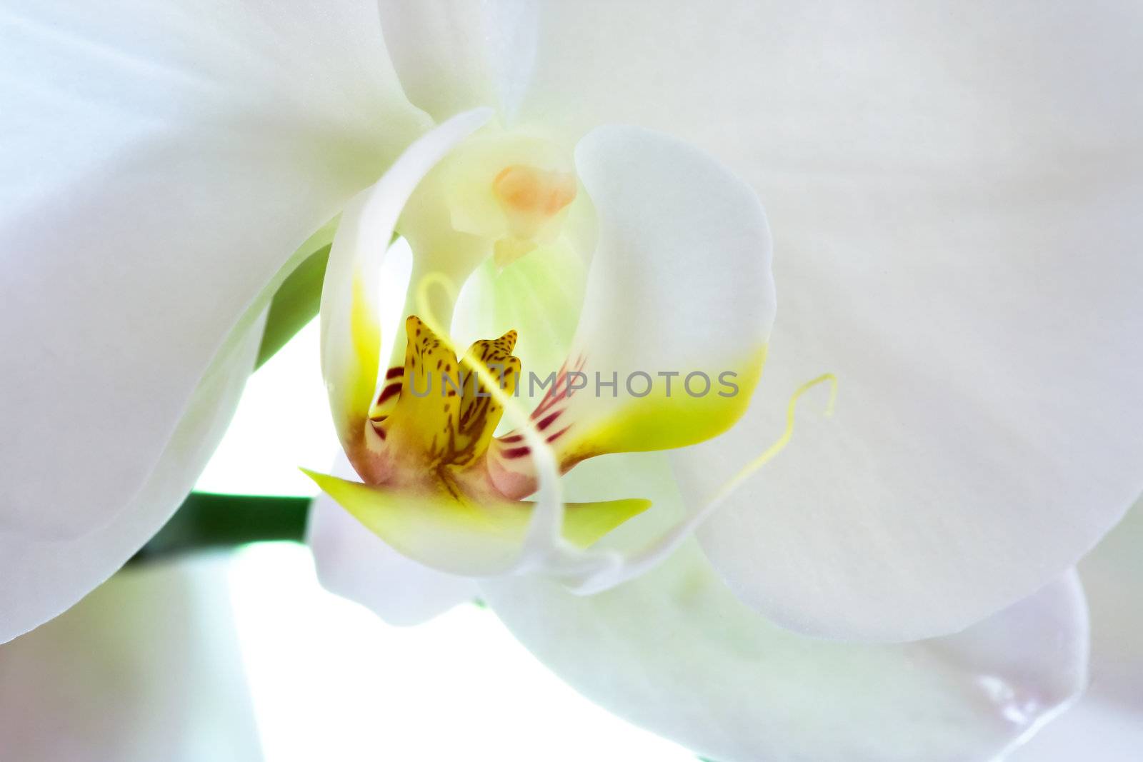 Orchid Macro by leaf