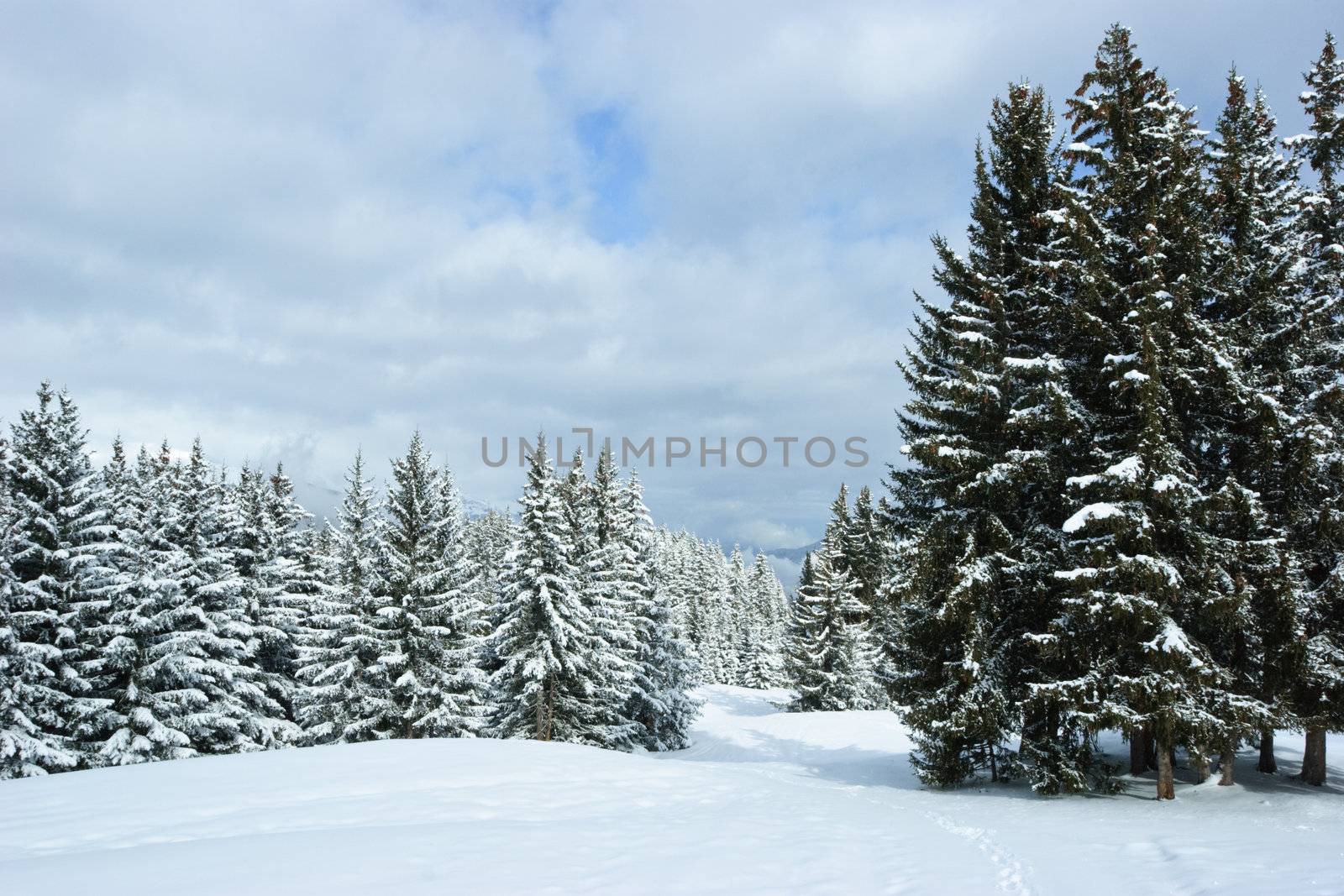 Fir trees covered with snow on a winter mountain