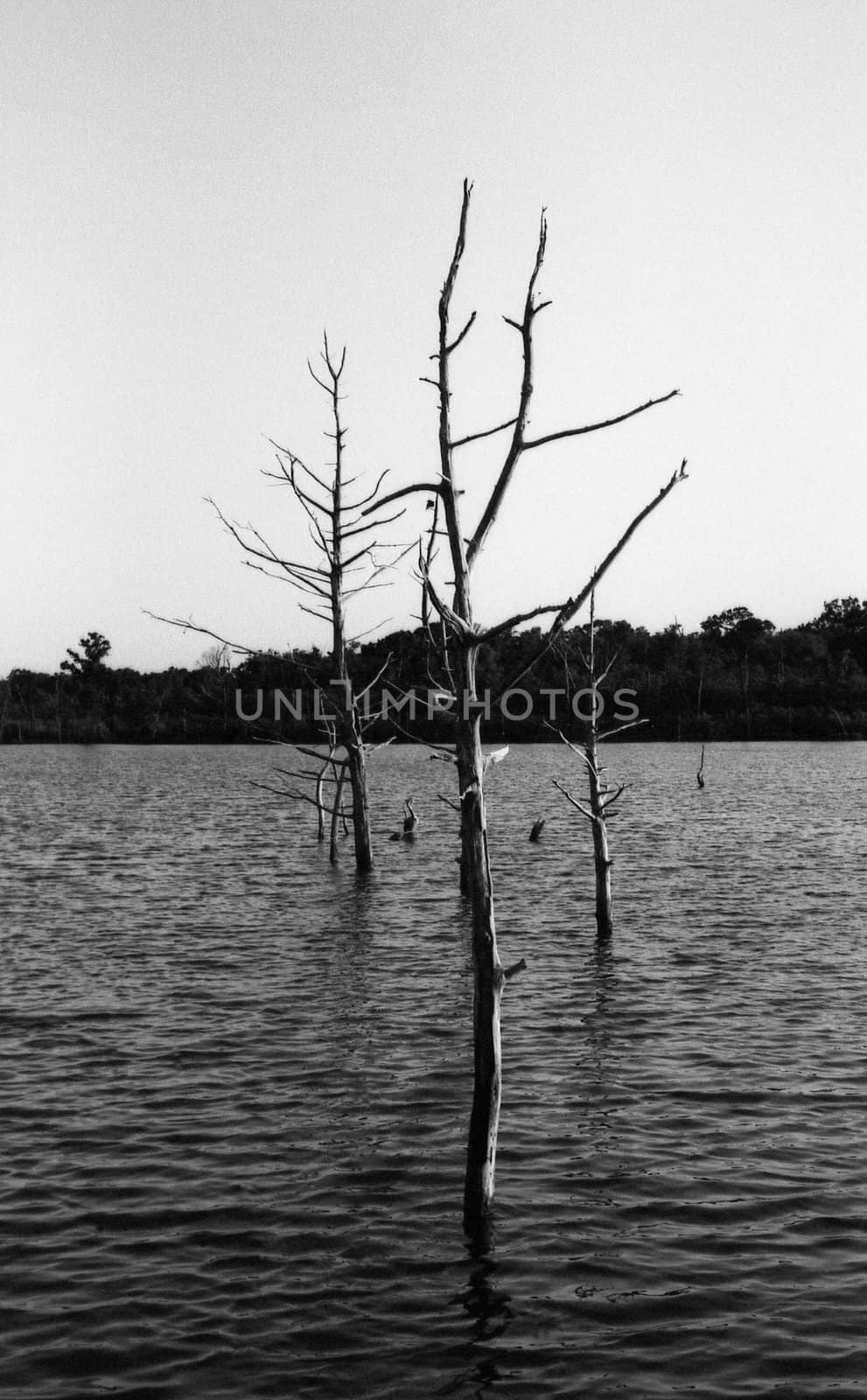 Three dead trees in flooded area