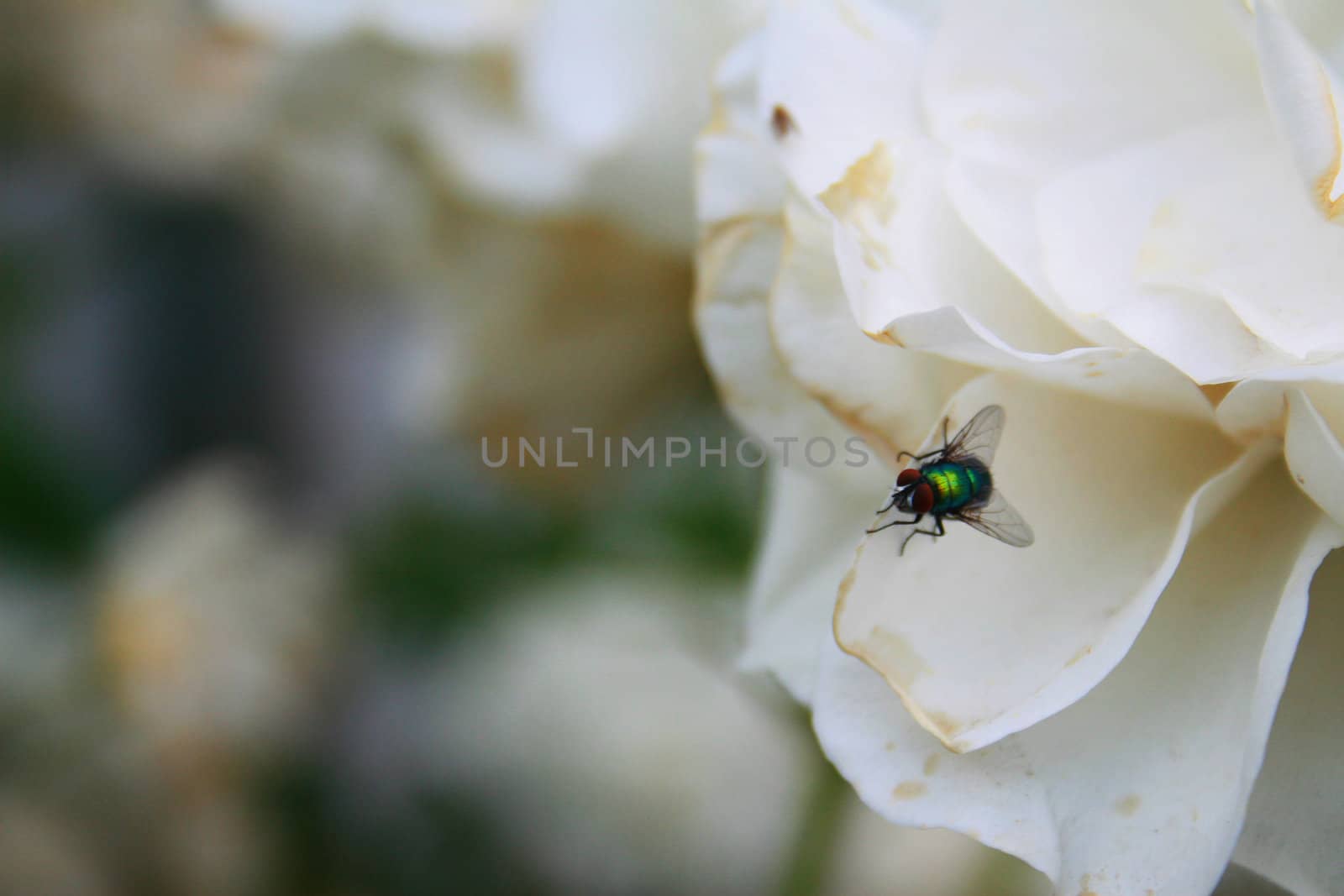 Fly on rose by timscottrom