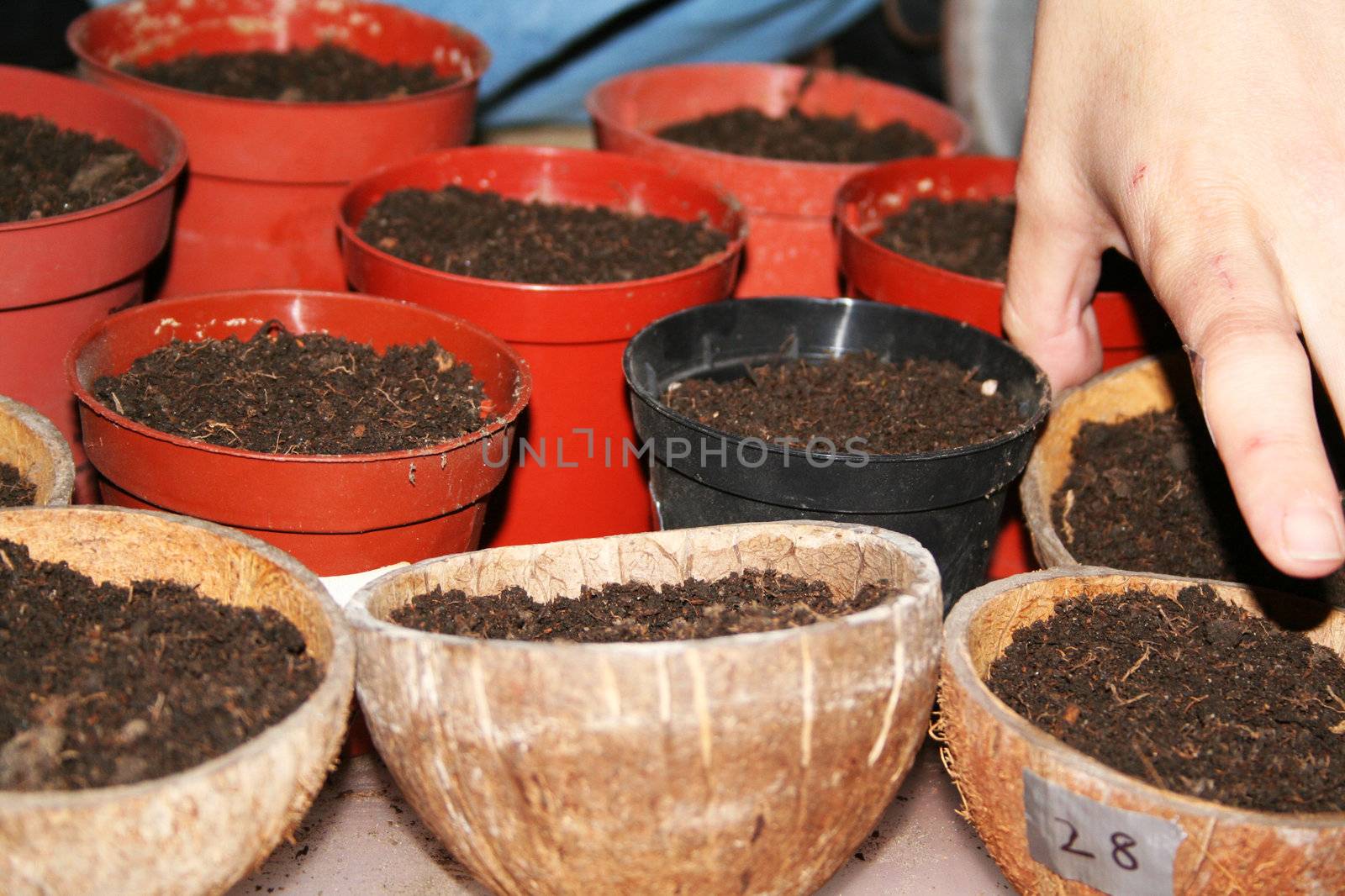 Seedling cups and coconuts in rows