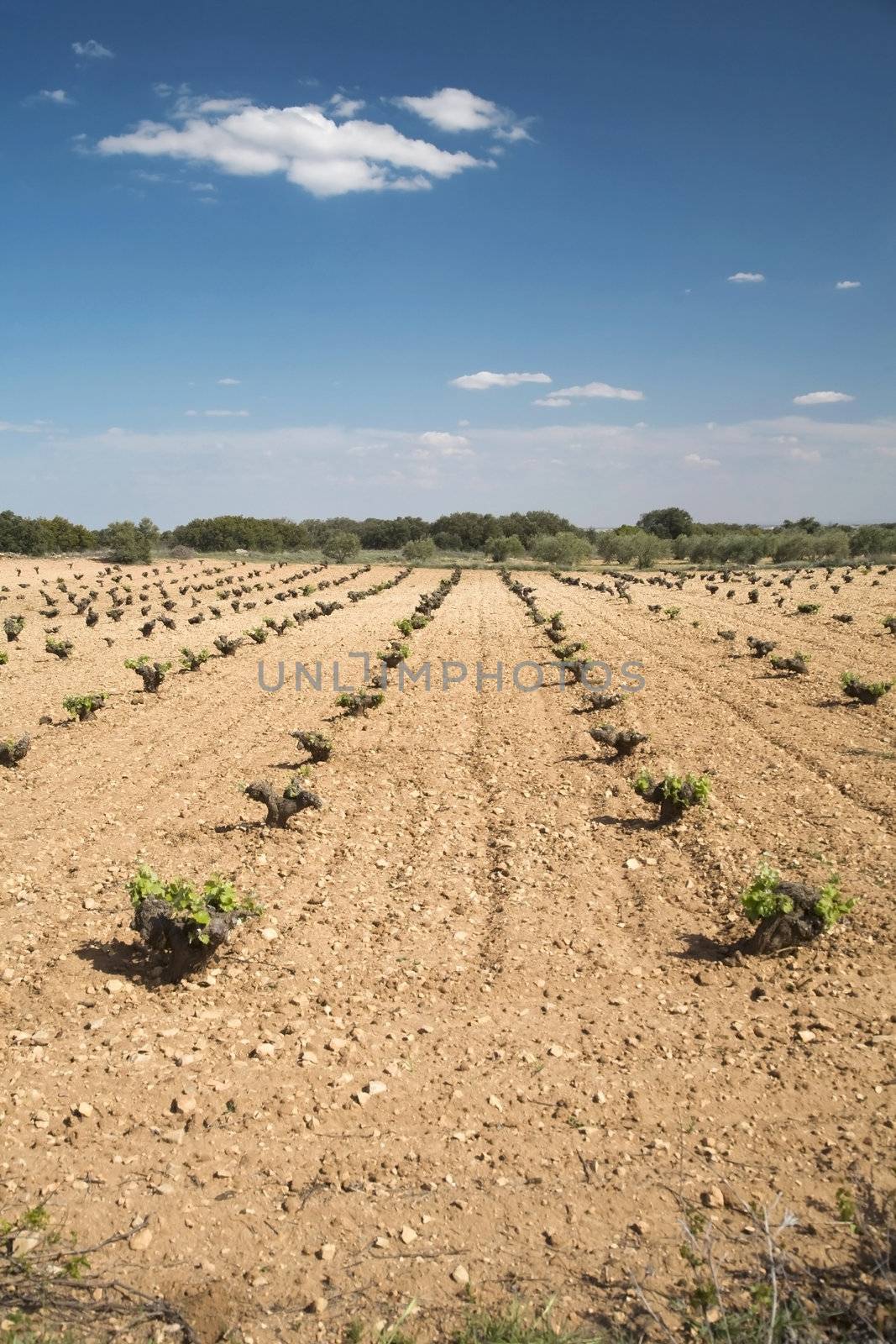 cultivate field at albacete region in spain europe