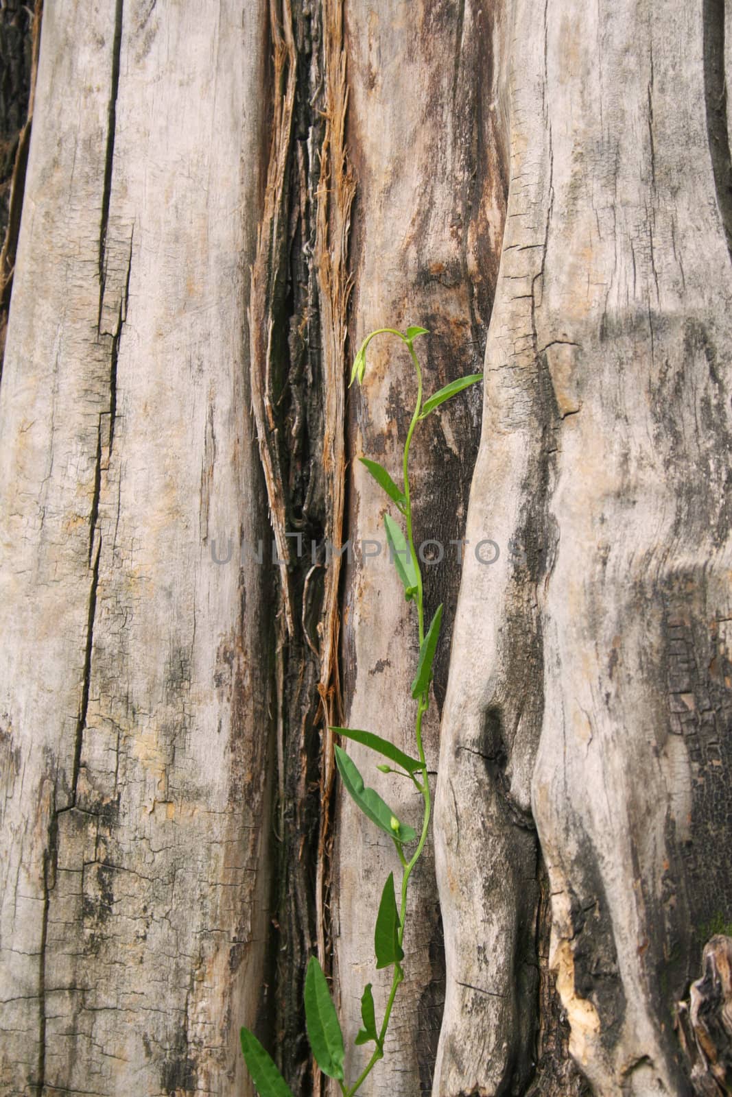 Close-up of weathered tree trunk
