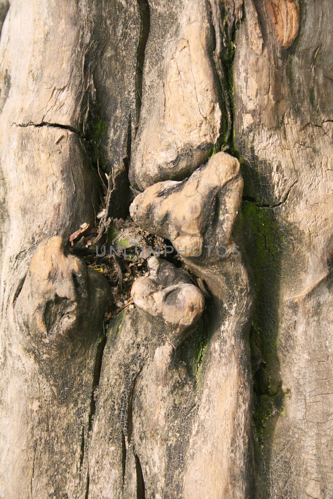 Close-up of weathered tree trunk