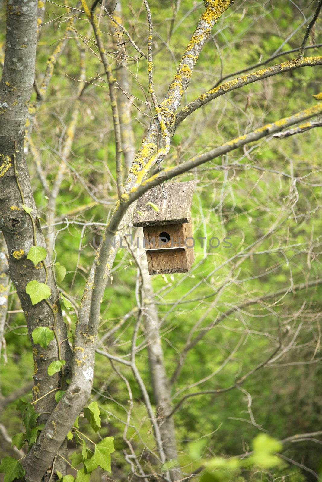 view of the front side of a little bird house pending at the forest
