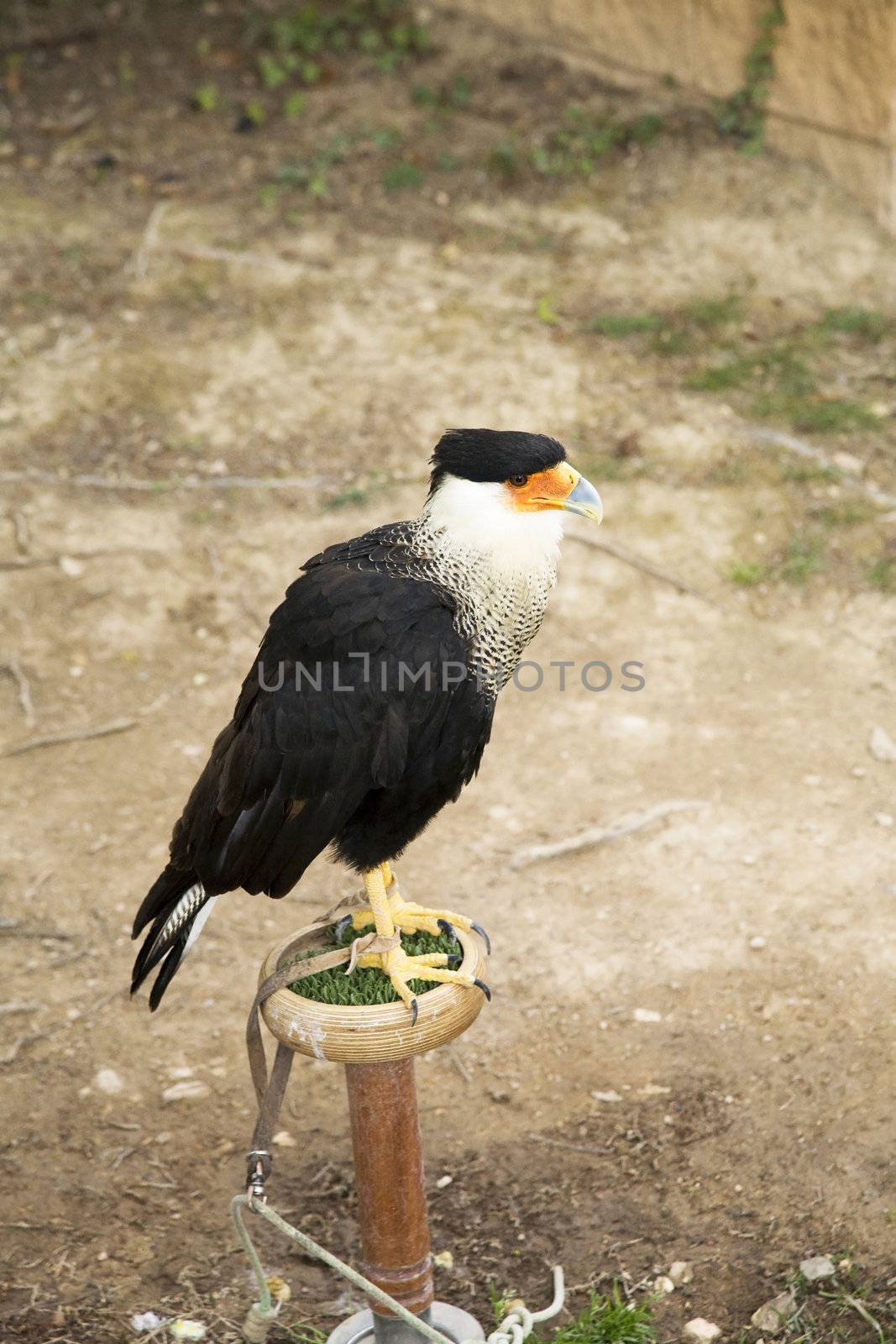 bird tied at a natural park in saragossa aragon spain