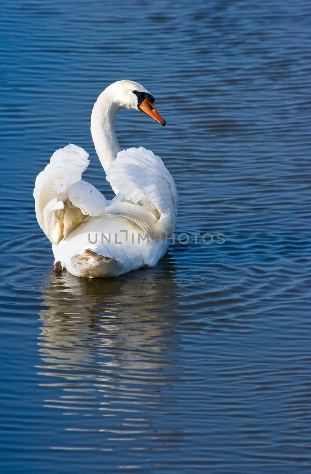 White swan swimming away and looking backward