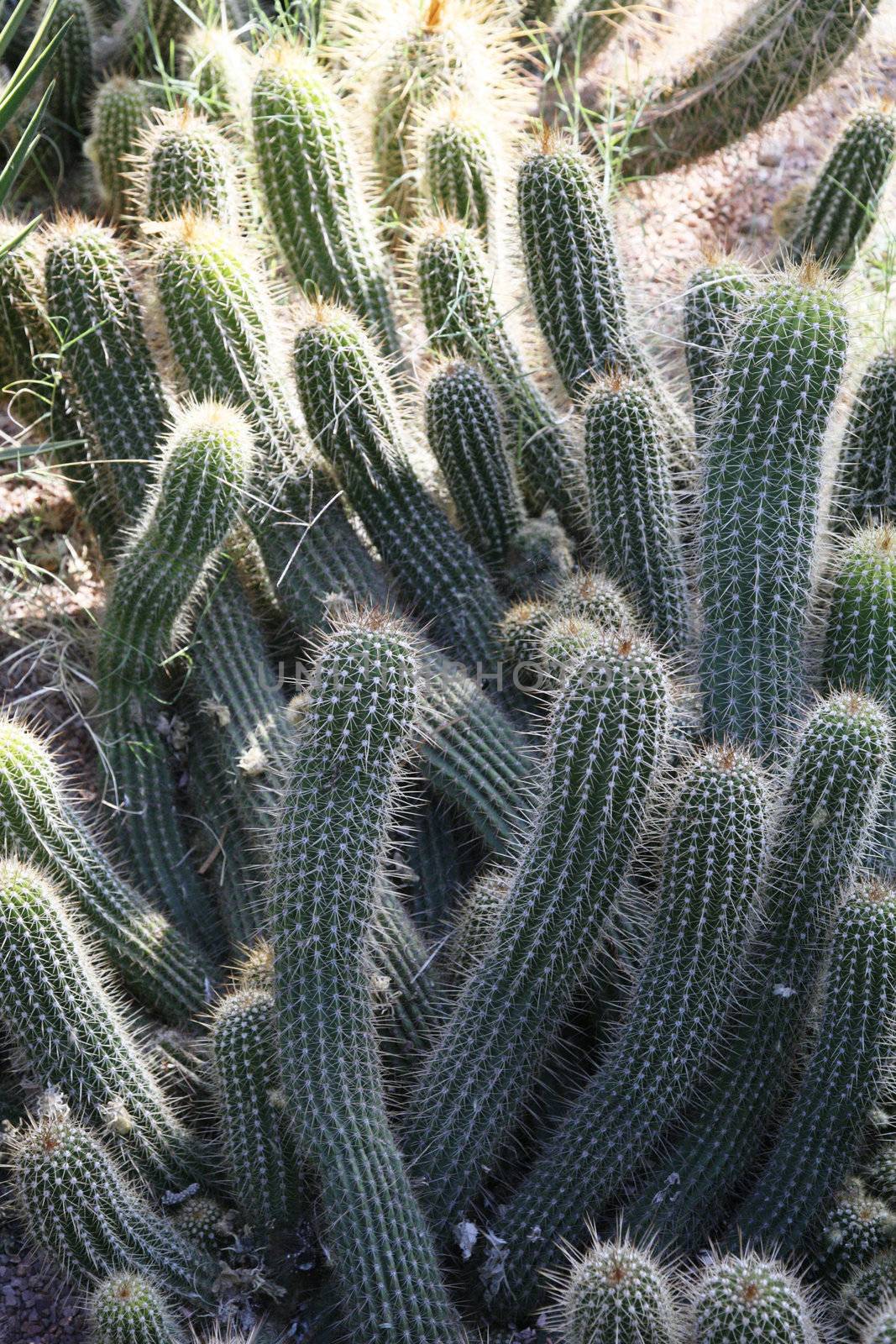 crowd of cactus finger shaped