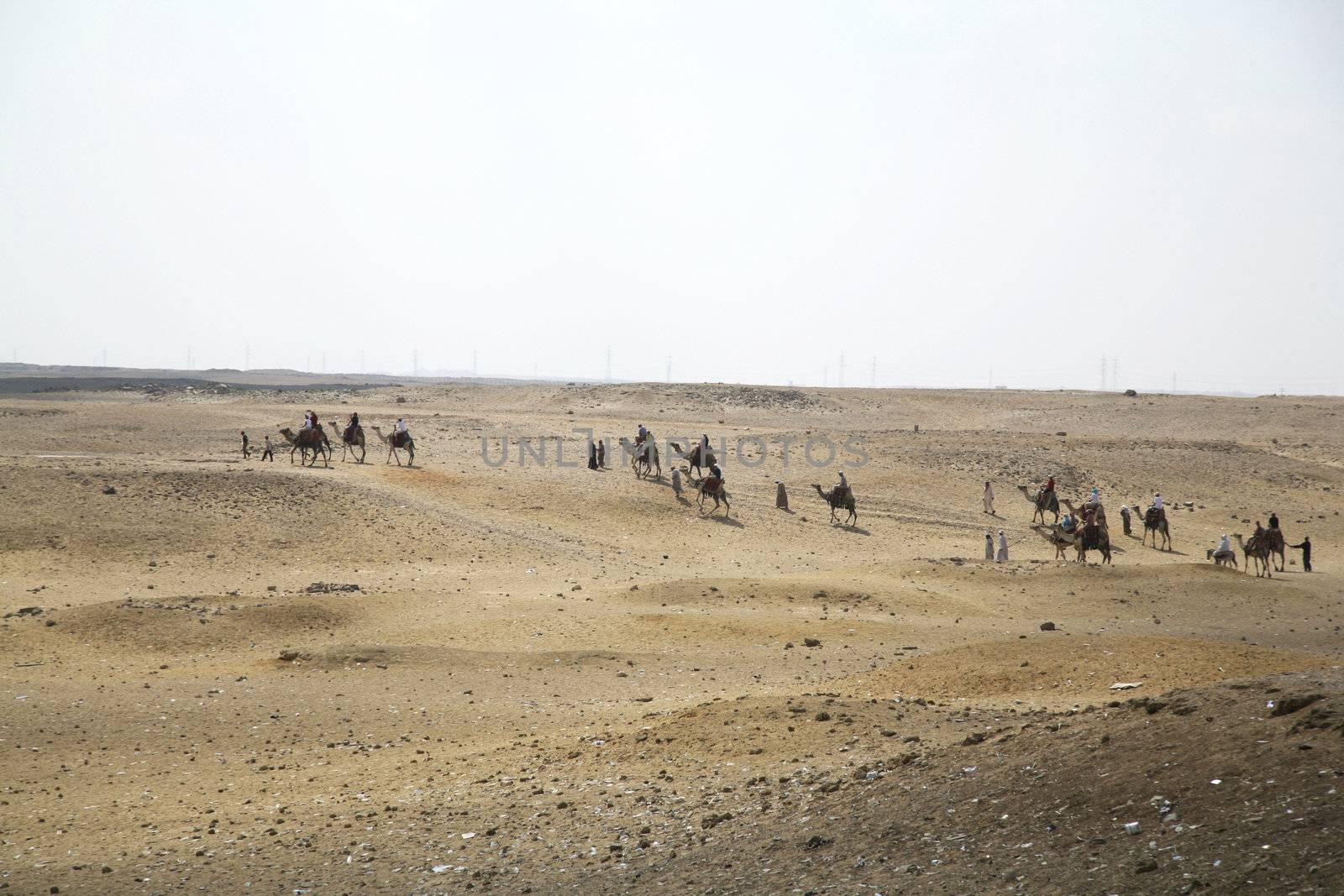 camels caravan next to gizah pyramids