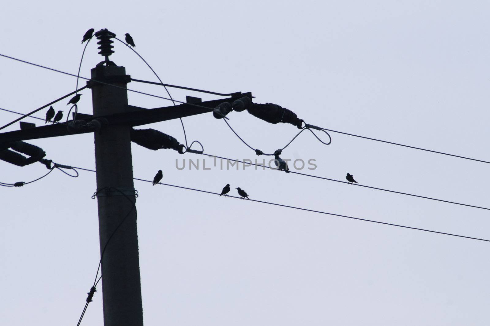 Birds on electrical wires against blue cloudless sky