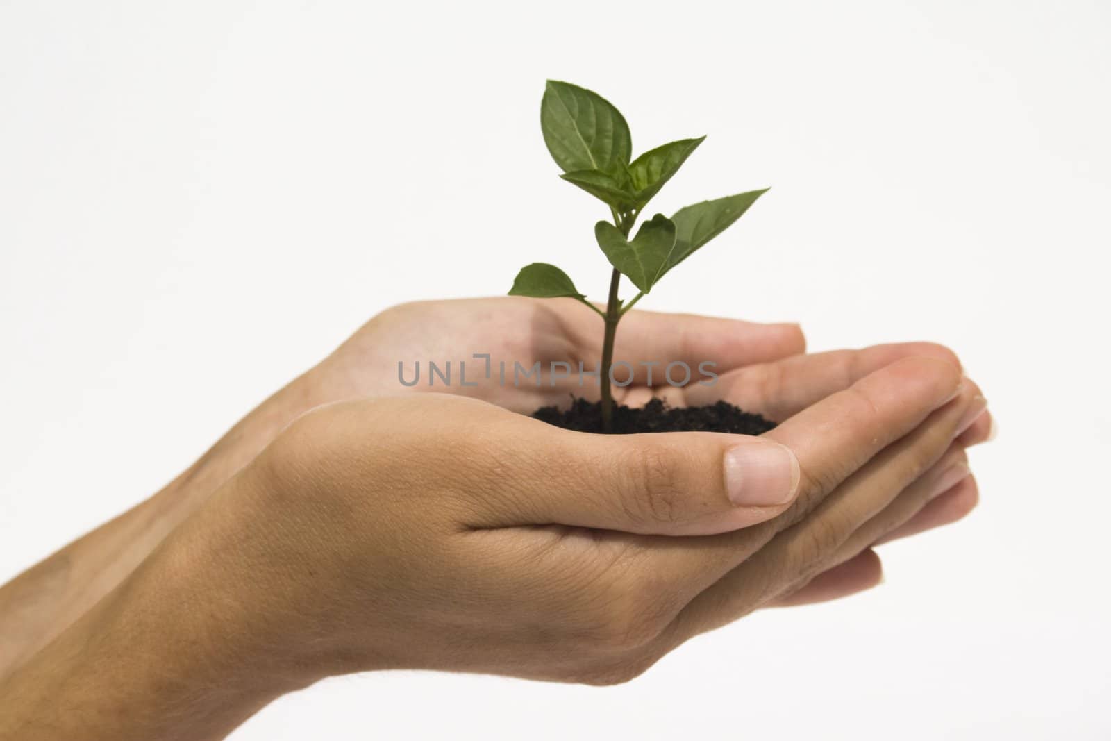 Hands holding young plant against white background