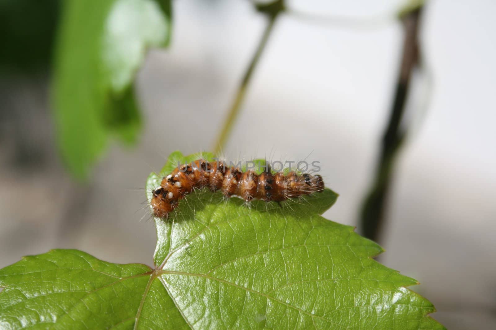 Little orange and black caterpillar on bright green grapevine leaf