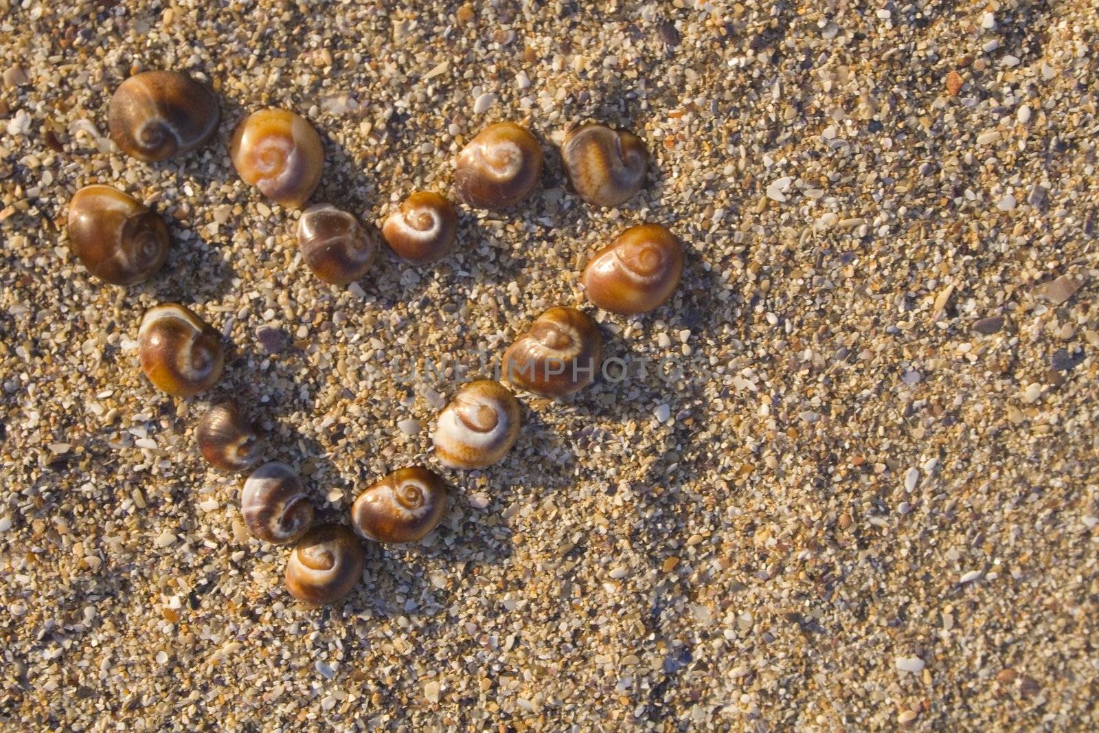 Sea shells in heart by timscottrom