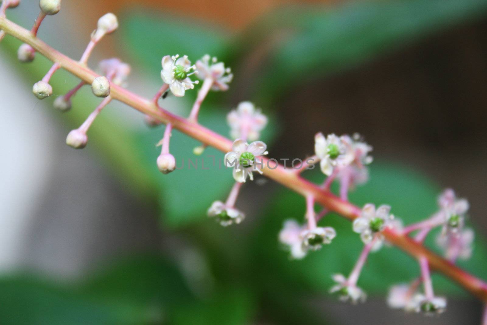Tiny flowers by timscottrom