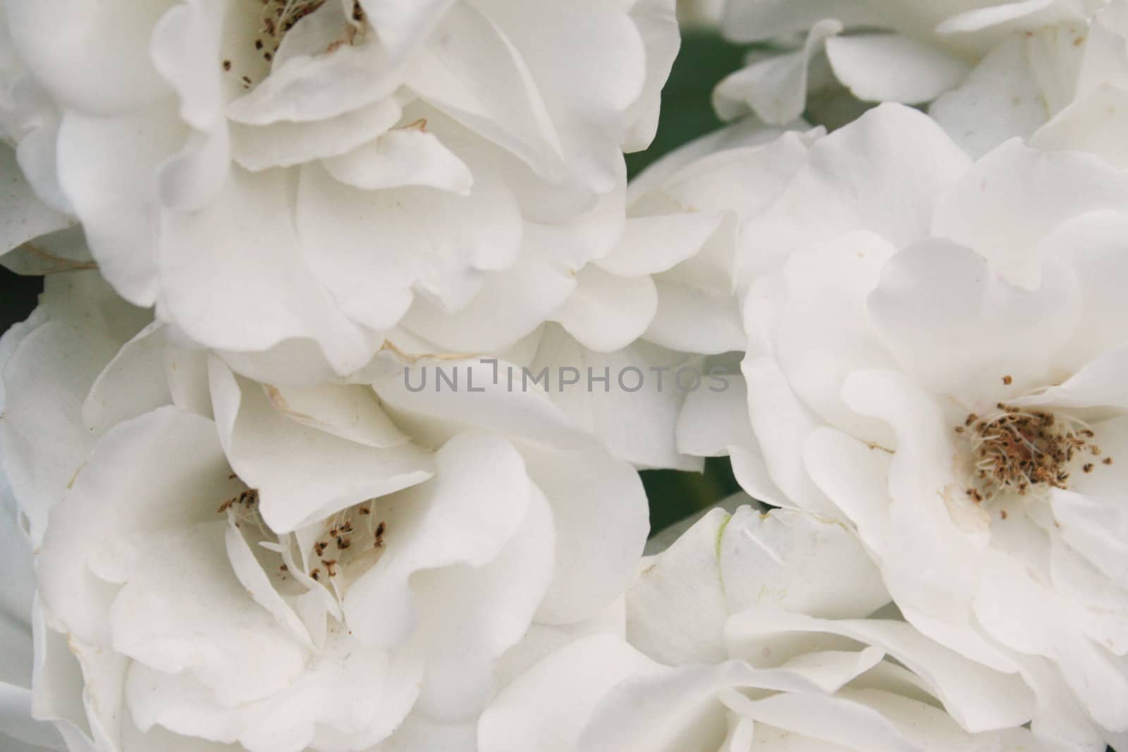 White roses by timscottrom