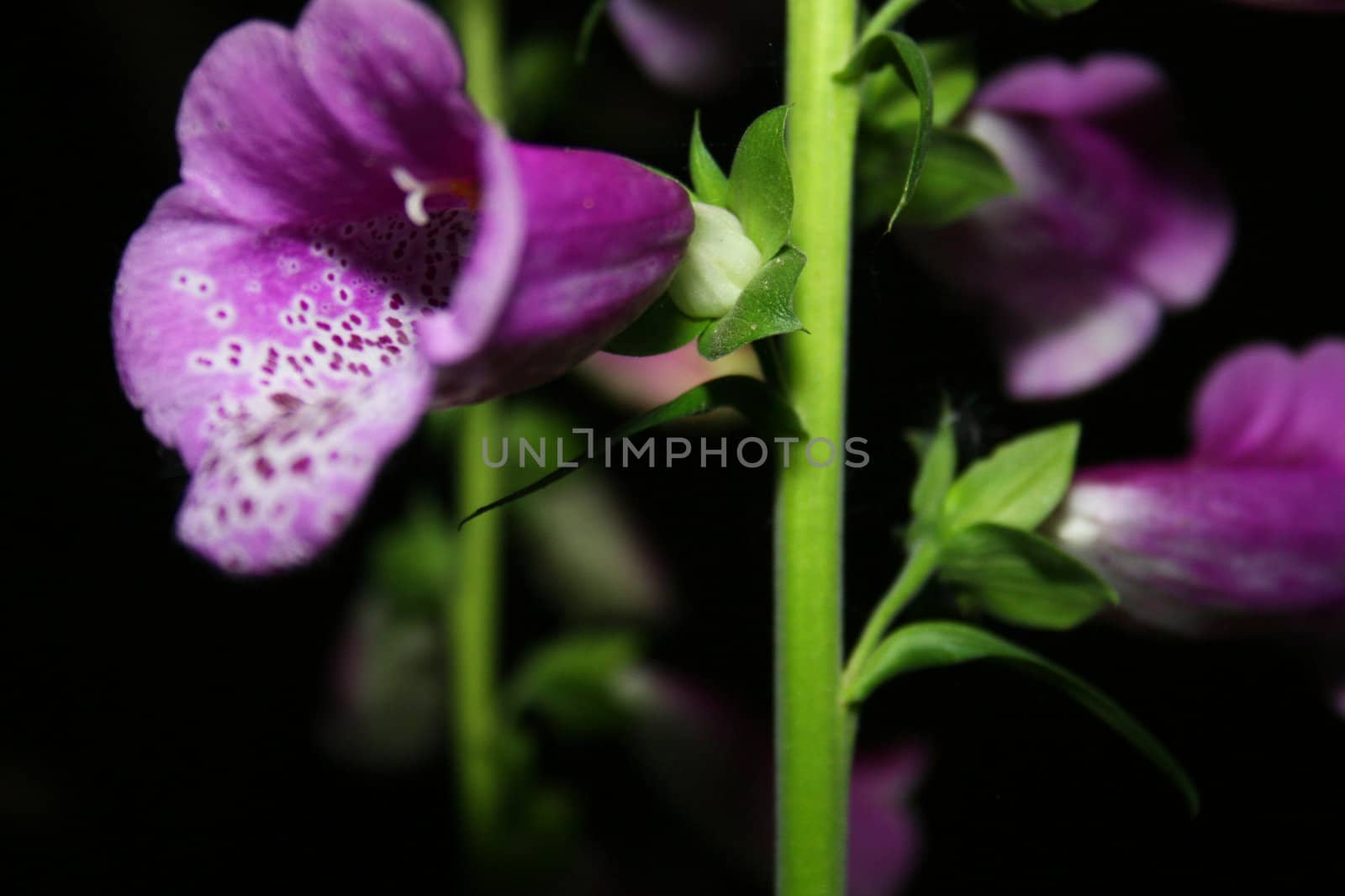 Foxglove by timscottrom