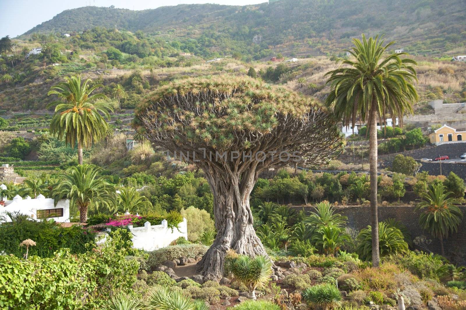 drago is the famous tree in canary islands spain 800 years old
