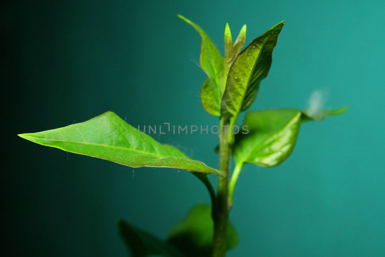 Lilac leaf by timscottrom