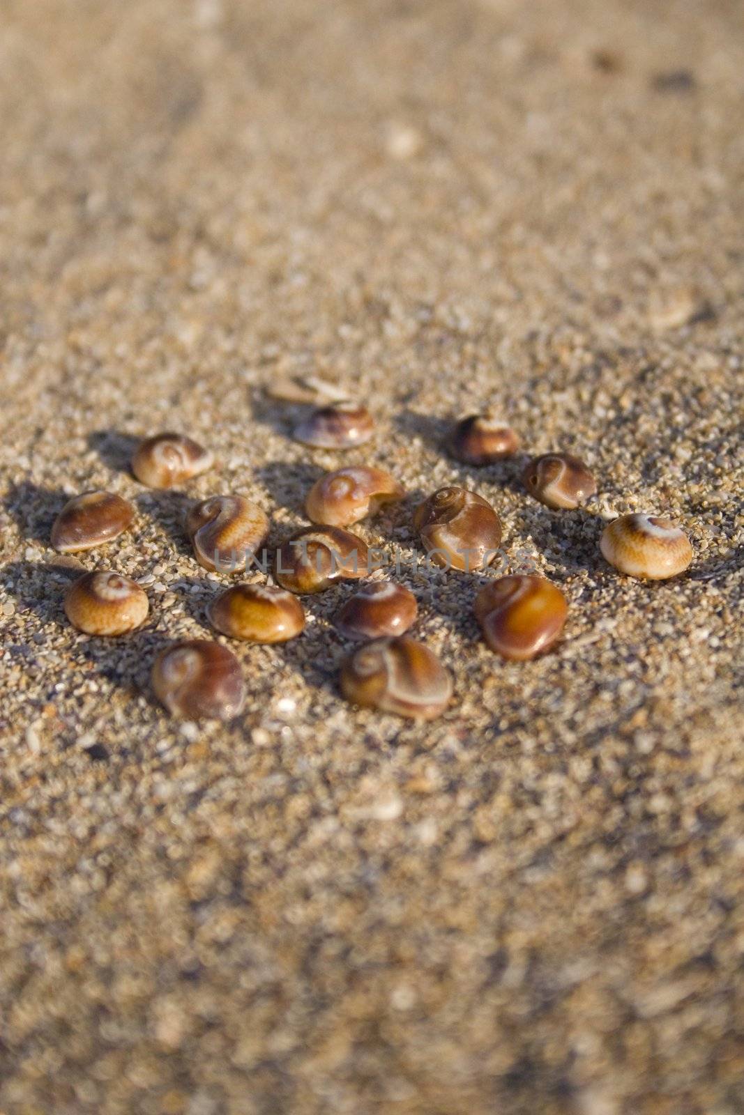 Sea shells in circle by timscottrom