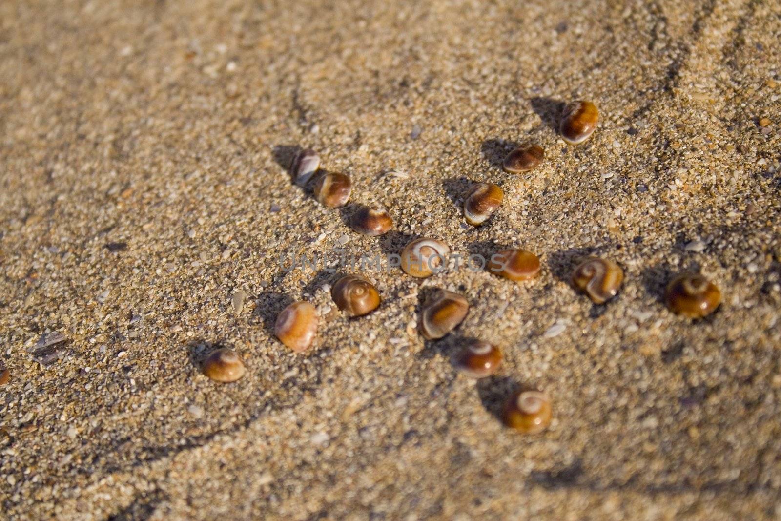 Tiny sea shells on sand in form of star