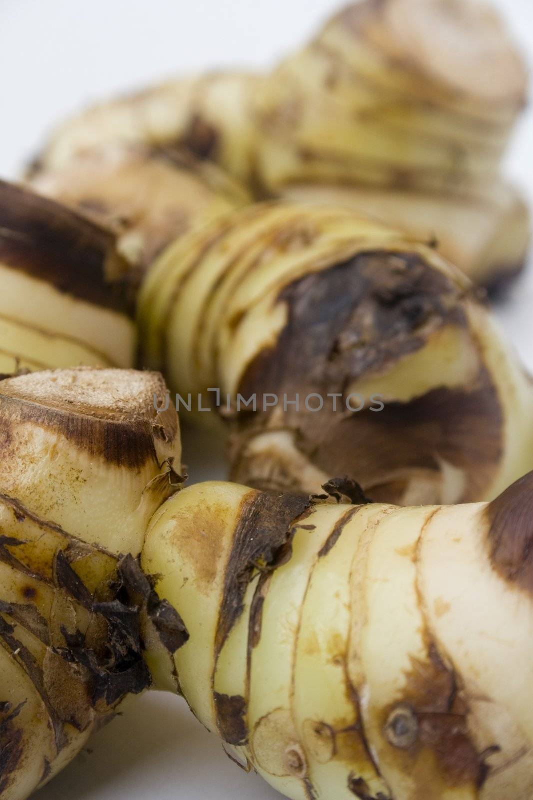 Galangal root by timscottrom