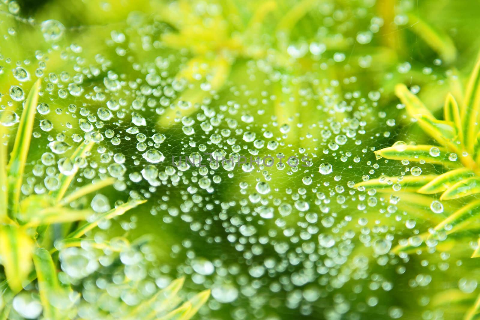 beautifful drops on web after the rain