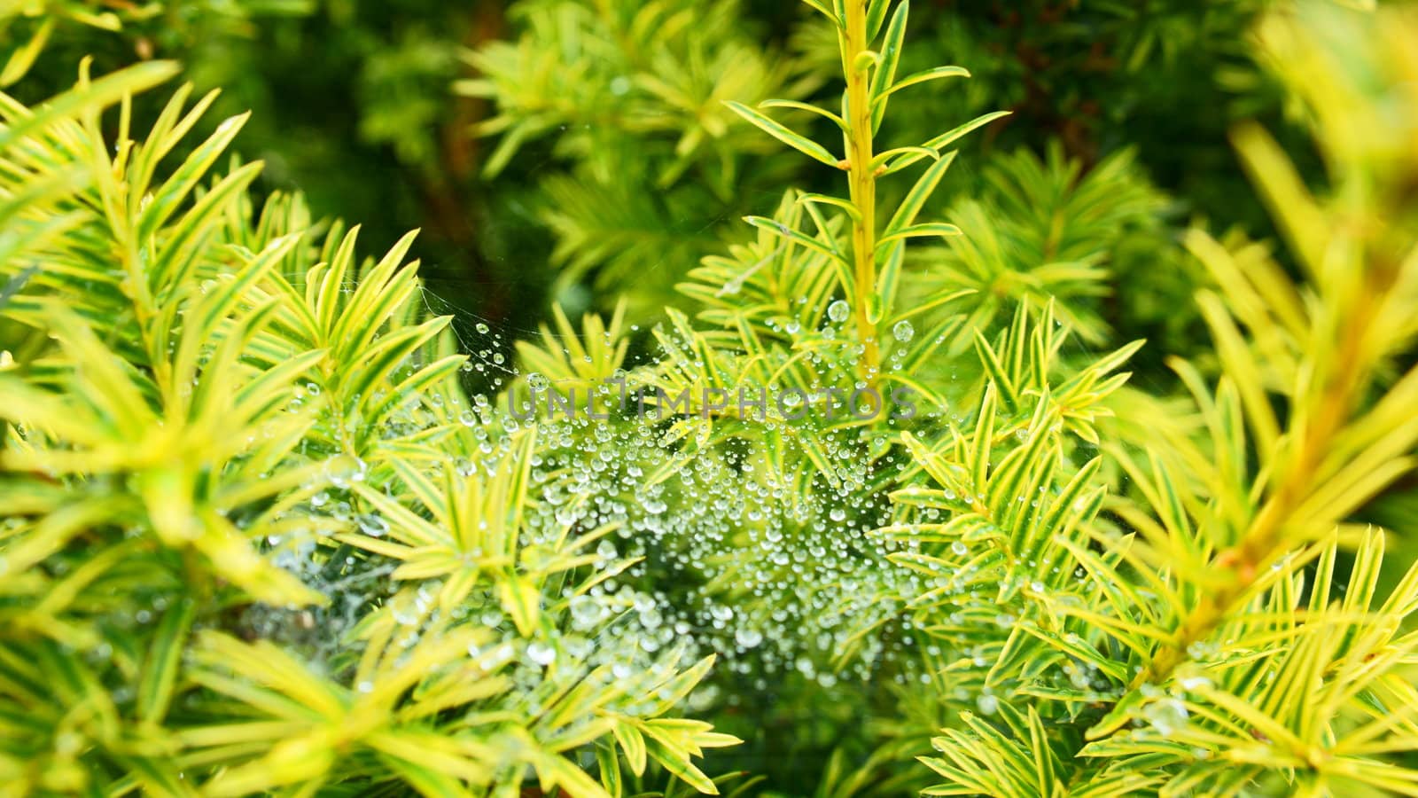 beautifful drops on web after the rain