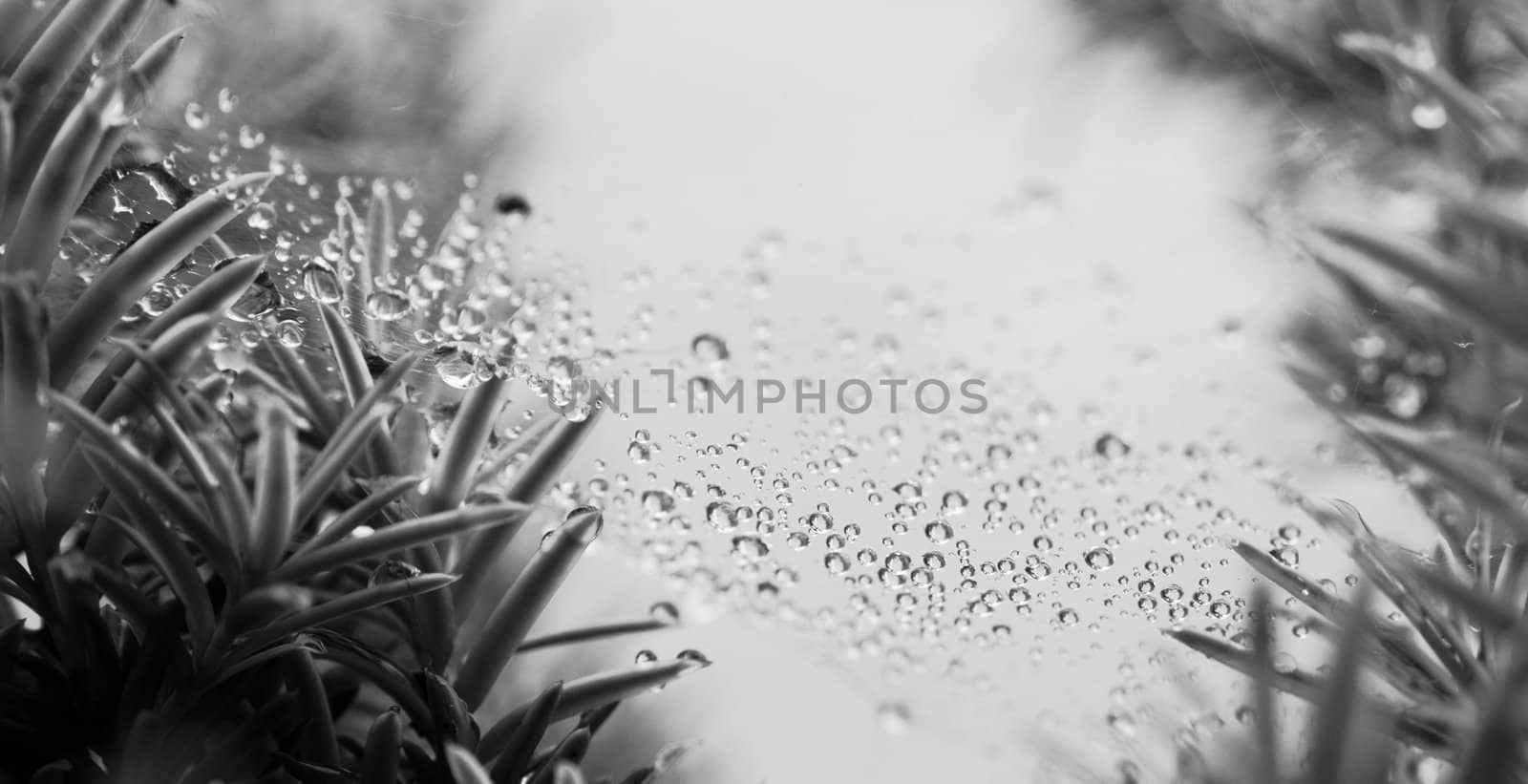 beautifful drops on web after the rain