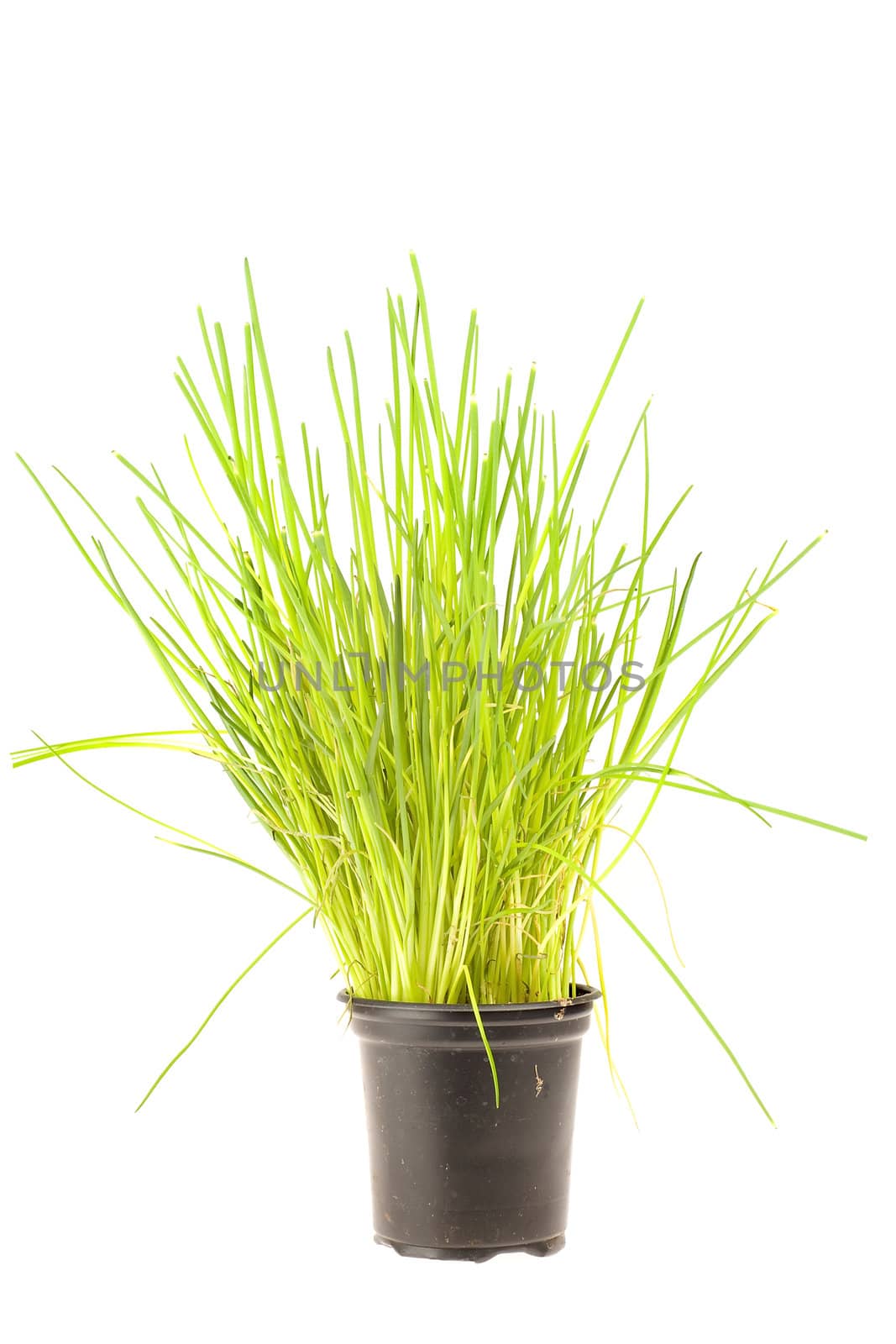 chive in a pot on a white background